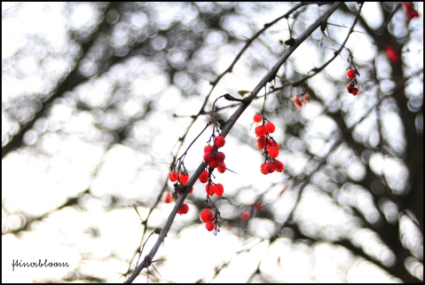 red-berries
